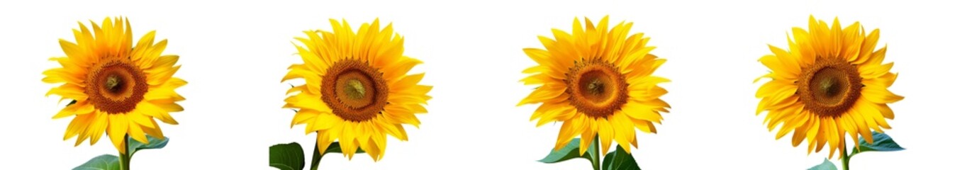 Fototapeta premium Sunflower isolated on white background. Sun symbol. Flowers yellow, agriculture. Seeds and oil. Flat lay, top view