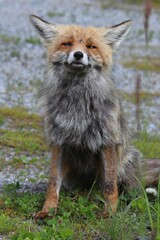 Fototapeta premium Volpe