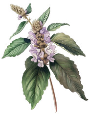 Patchouli flower isolated on transparent background, old botanical illustration, branch with leaves