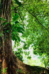 Naklejka premium A large, shady tree with leaves