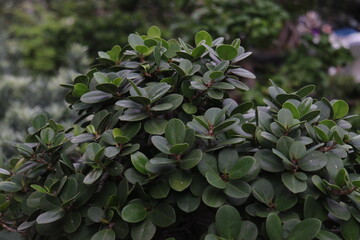 leaves in the garden