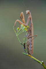 Empusa pennata