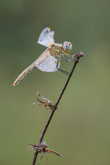 Dragonfly
