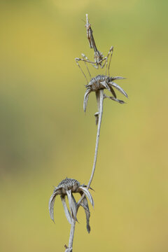 Empusa pennata 