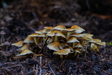 Mushrooms