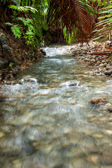 Small river flowing in the forest