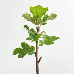 Close-up photo of a young oak tree sapling isolated on white background