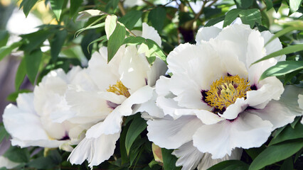 Peony flower. large white flowers with green leaves. delicate white peony flowers with yellow pollen inside, blooming in the garden. beautiful multi-colored peony, macro close-up background. open