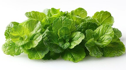 Photo of Perilla Leaves - Perilla frutescens position center isolate on white background, clear focus, soft lighting
