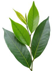 Obraz premium High detail of young green leaves, ideal for graphic design