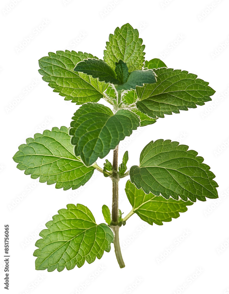 Poster vibrant mint leaves with visible texture, isolated on a transparent backdrop for versatile use