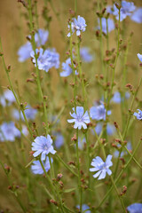 Chicory. beautiful meadow flower. Blue common chicory flower isolated on light blurred natural background. delicate blue wildflower close-up. nature macro photo. soft focus