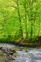 water stream among stones in the beech forest . green nature scenery in spring on a sunny day. beauty of carpathian nature