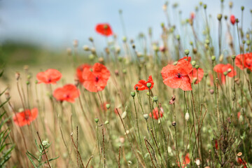 poppy flowers. natural background. Close-up of tender red field poppy Papaver rhoeas. wildflowers naturally growing in the meadow. beautiful delicate red poppy flowers