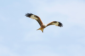 Red Kite (Milvus milvus) in flight