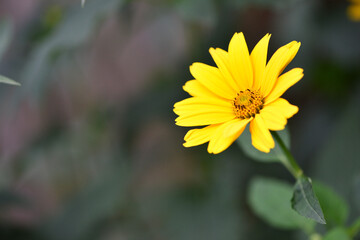 yellow chamomile flowers in the garden. yellow daisy on a beautiful blurred green background, close-up. yellow flowers on the flowerbed. floral background. bright chamomile in spring or summer.
