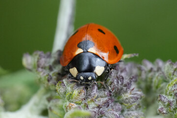 Closeup on the colorful red European seven-spotted ladybird, Coccinella septempunctata