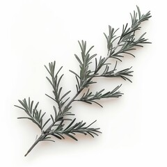 Detailed photo of a rosemary sprig isolated on white background