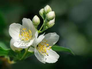 Fresh jasmine flowers (Jasminum) bloom in summer. Blurred background, macro photo.