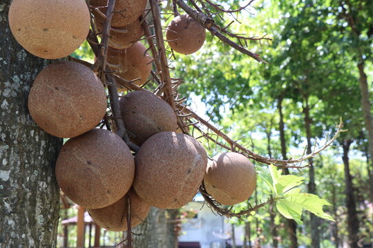 Sala trees produce spherical fruits.