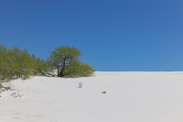 Trees in the sand dunes at White Sands National Park, New Mexico
