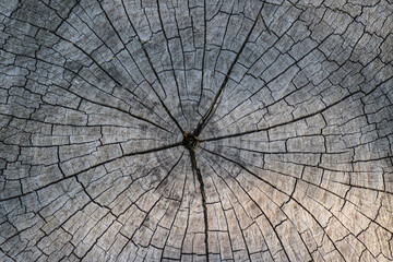 Fototapeta premium Old wooden texture for background that has natural.