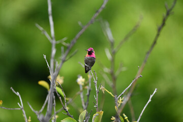 Obraz premium Purple Headed Hummingbird Perched Tree Green Beautiful