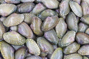 Fresh claBlue file and white paperms for background