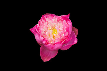 Lotus flower on black background