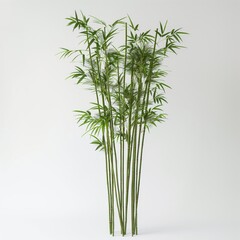 Naklejka premium Full shot of a tall bamboo plant isolated isolated on white background