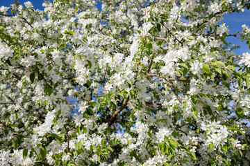 White flowers on the branches of a blooming apple tree in spring.