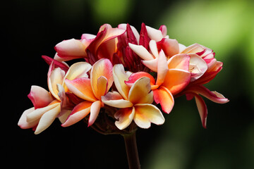 Fototapeta premium Plumeria flower or Lilawadee Flower