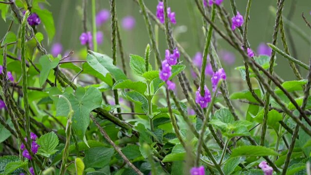 Slow Motion Video of Male Rose-throated Volcano Hummingbird (Selasphorus flammula simoni) Feeding on Stachytarpheta Flowers