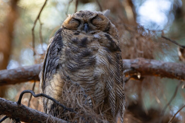 Great-Horned Owl