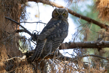 Great-Horned Owl