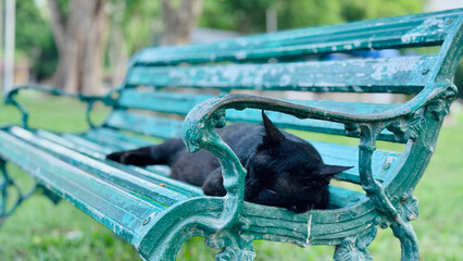 a cute black cat is sleepiing on the bench in the pack