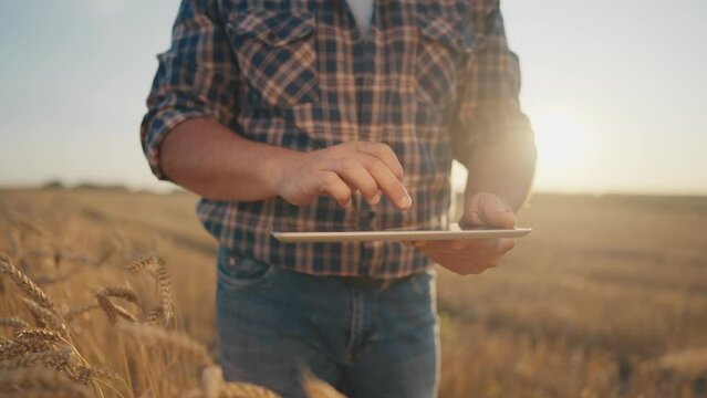 Closeup view of tablet in hands of farmer in agricultural field, golden rye ears . Harvesting season in farmland in summer, agronomist checking data in minicomputer, modern technology in agribusiness