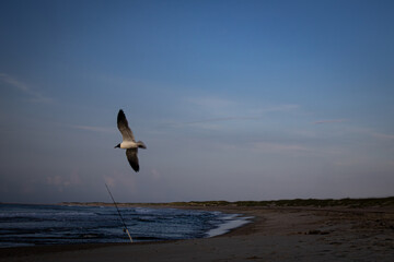 seagull in flight