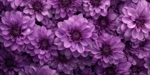 Obraz premium Purple Dahlias Close-Up