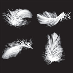 Obraz premium set of white feathers