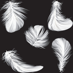 Obraz premium feathers seamless background