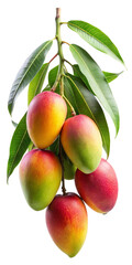 mango on a branch isolated on a transparent background, mango png