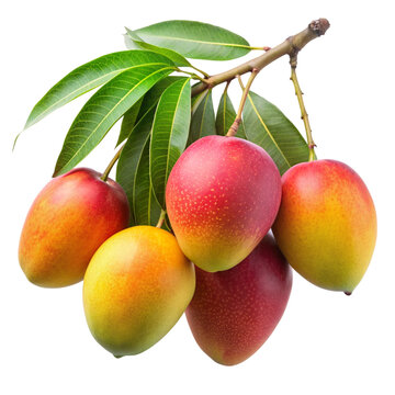 mango on a branch isolated on a transparent background, mango png