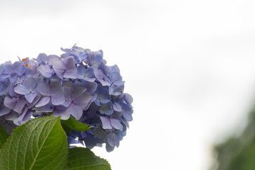 紫陽花と白い空