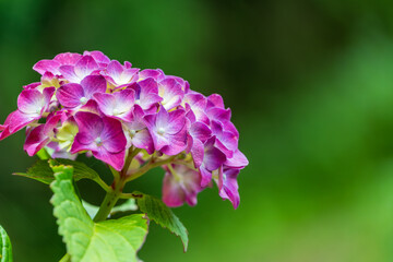 Fototapeta premium 紫陽花の花