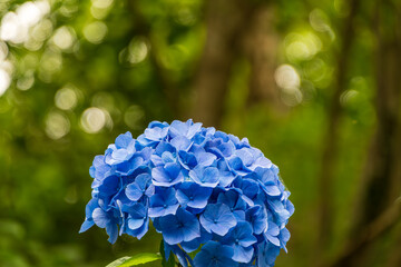紫陽花の季節