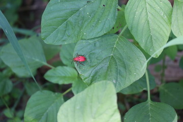 Red insect on green leaf