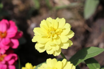 Yellow flowers blooming in the park