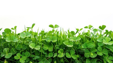 Lush Green Clover Leaf on White Background: Natural Beauty and Freshness
