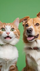 Portrait of Happy dog and cat that looking at the camera together isolated on green screen background, friendship between dog and cat, amazing friendliness of the pets. green screen background. 